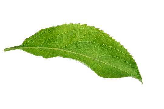 green leaf of apple isolated