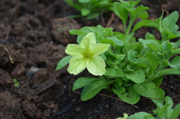 Flower in Garden