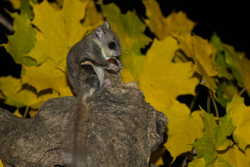 Southern Flying Squirrel with acorn and fall colors taken in southern MN in the wild