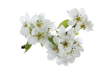 Naklejka na ściany i meble branch of apple with flowers isolated on white