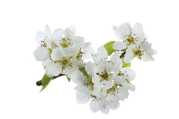 branch with flower of apple isolated on white background