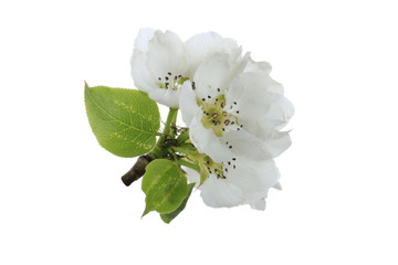 Fototapeta premium flowers of apple isolated on white