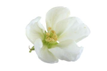 Fototapeta na wymiar white flower of apple isolated on white background