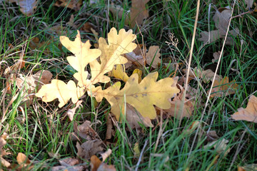 Eichenlaub im Herbst