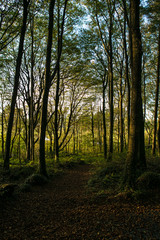 Naklejka premium Landscape Woods Ireland