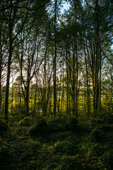 Woods At Sundown