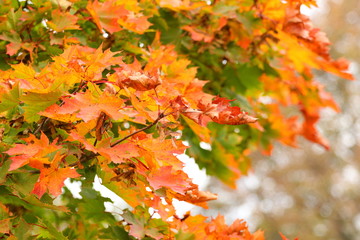 Maple tree in fall, beautiful autumn colors