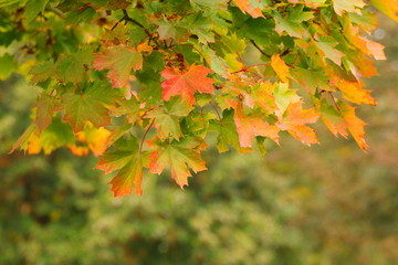 Maple tree in fall, beautiful autumn colors