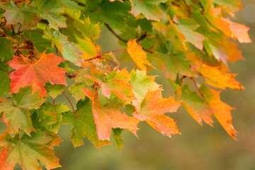 Maple tree in fall, beautiful autumn colors