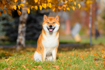 Dog breed Shiba inu in the autumn Park sits under a birch tree.  - obrazy, fototapety, plakaty