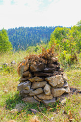 pine cone on rock