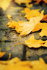 Yellow leaves on the groung in the park