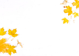 Autumn leaf on white background, top view