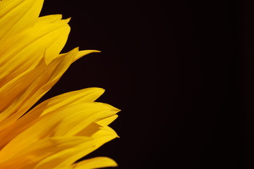 Yellow sunflower leaves on a black background with copy empty space