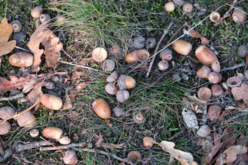 Fototapeta premium Eicheln auf dem Waldboden