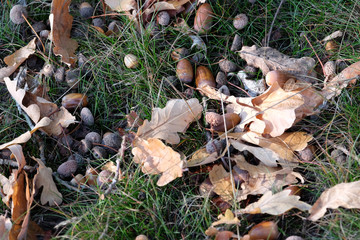 Eichenlaub mit Eicheln