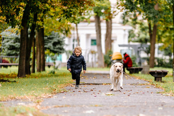 Fototapeta premium Little boy plays, runs with his dog Labrador in the park in autumn