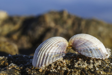 Fototapeta na wymiar Two halves of a seashell hold together at the Baltic Sea beach