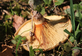 Hymenophore of Paxillus involutus or brown roll-rim mushroom