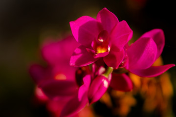 Fototapeta na wymiar Flores púrpuras