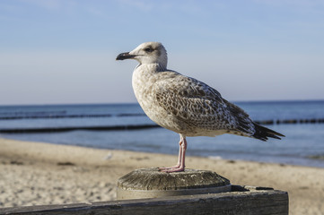 sea gull on boat dock at baltic sea beach