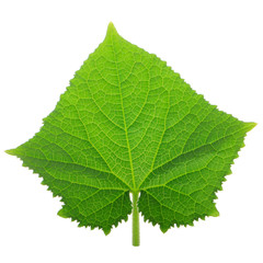 green fresh leaf of cucumber isolated