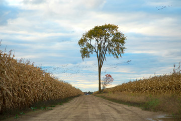 Lonely tree in a corn field