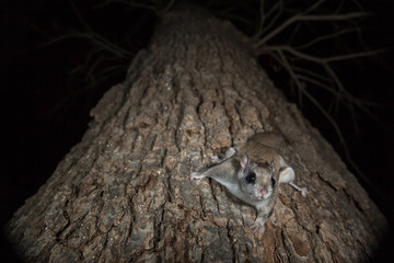 Southern Flying Squirrel looking up tree taken in southern MN