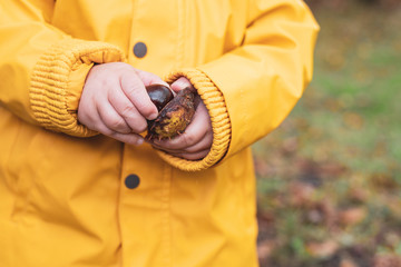 Kastanie in Kinderhänden offen