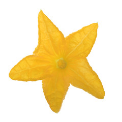 yellow flower of cucumber isolated on white background