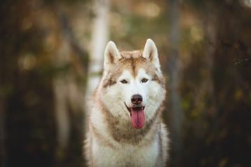 Close-up Portrait of adorable Siberian Husky dog sitting in the enchanting fall forest