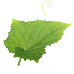 green fresh leaf of cucumber isolated