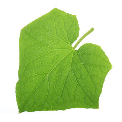 green fresh leaf of cucumber isolated