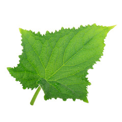 green fresh leaf of cucumber isolated