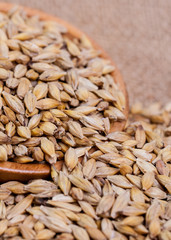 Barley beans. Grains of malt close-up. Barley on sacking background. Food and agriculture concept. Hops. 