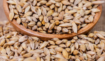 Barley beans. Grains of malt close-up. Barley on sacking background. Food and agriculture concept. Hops. 
