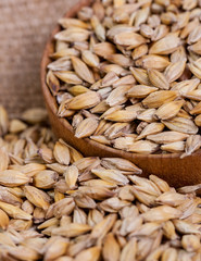 Barley beans. Grains of malt close-up. Barley on sacking background. Food and agriculture concept. Hops. 