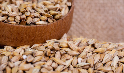 Barley beans. Grains of malt close-up. Barley on sacking background. Food and agriculture concept. Hops. 