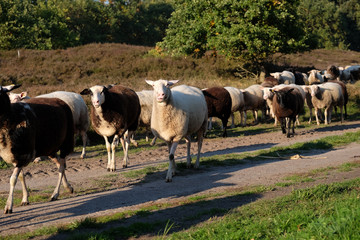 Schafherde in der Heide