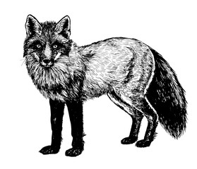 Hand drawn fox isolated on white background. Element for design.