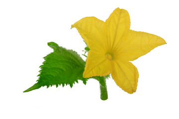 yellow flower of cucumber with green leaf isolated on white background