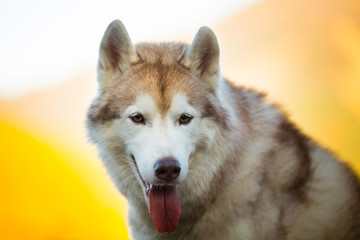 Close-up Portrait of cute Beige and white dog breed Siberian Husky sitting in autumn on a bright forest background.