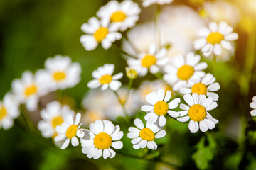 White small daisies blooming on grass background 