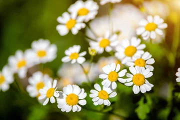 Photo sur Plexiglas Marguerites White small daisies blooming on grass background 