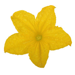 yellow flower of cucumber isolated on white background