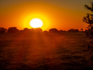 Golden sunrise in the field