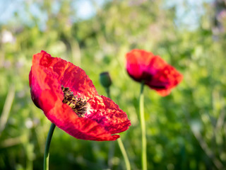 Red wild poppy