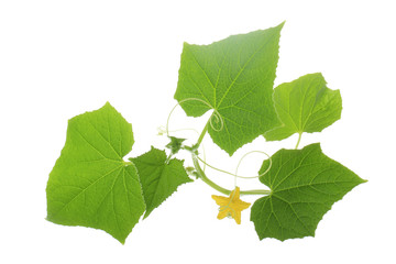 brunch of cucumber with leaves  and flowers isolated on white