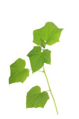 brunch of cucumber with leaves  isolated on white