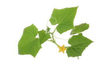 brunch of cucumber with leaves  and flowers isolated on white